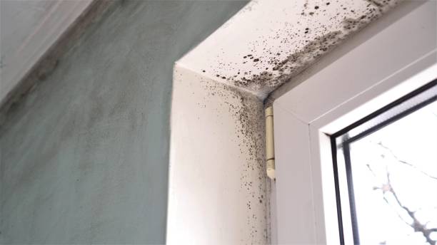 Best Post-Construction Mold Inspection  in Seminole Manor, FL
