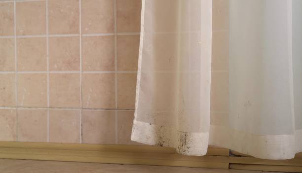Best Asbestos and Lead Testing During Mold Inspection  in Seminole Manor, FL