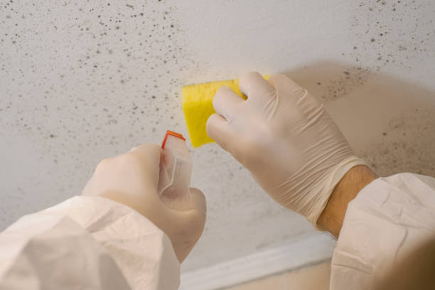 Best Environmental Consulting for Mold Prevention  in Seminole Manor, FL