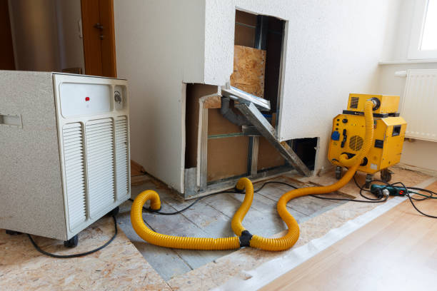 Best Basement Mold Removal  in Seminole Manor, FL