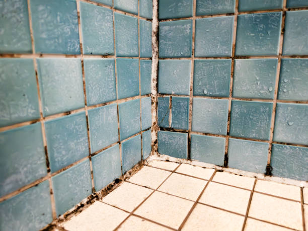 Mold Odor Removal Services in Seminole Manor, FL