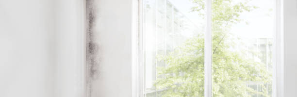 Best Residential Mold Inspection & Testing  in Seminole Manor, FL
