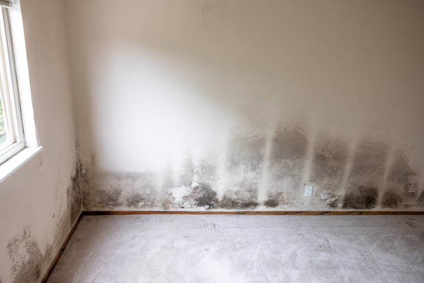 Best Mold Documentation for Insurance Claims  in Seminole Manor, FL