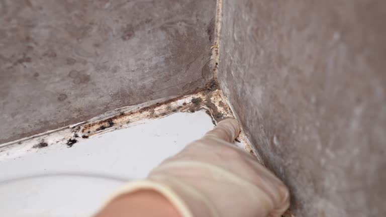 Best Mold Prevention Services  in Seminole Manor, FL