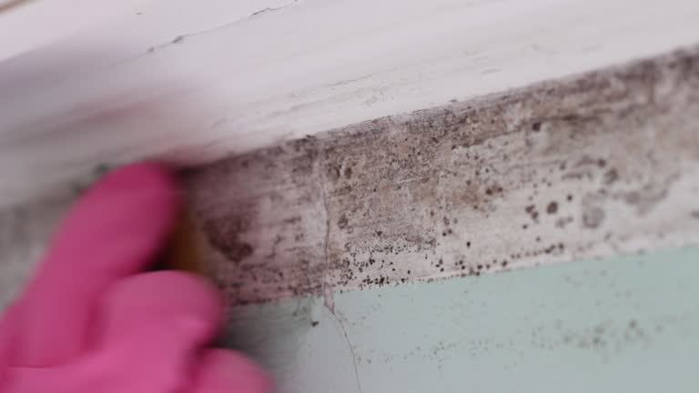 Best Air Quality Testing for Mold Spores  in Seminole Manor, FL